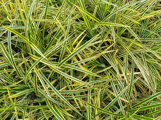 green grass background