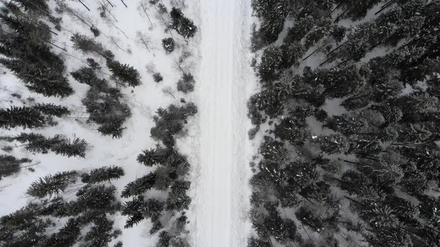 Flying Over The Winter Forest