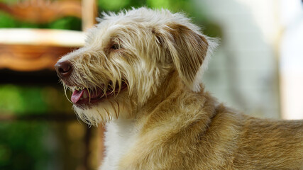 portrait of a yellow scruffy dog