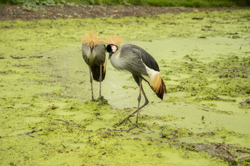 Bird with a red, black and white head Stand on the mossy green ground near the river in the rain. waiting for food in forest.