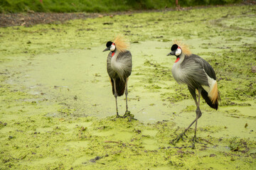 Bird with a red, black and white head Stand on the mossy green ground near the river in the rain. waiting for food in forest.