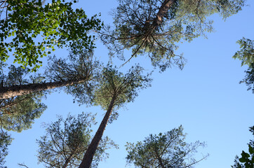 The coniferous and deciduous trees bottom-up view