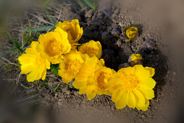 Yellow flower in the grass. Adonis vernalis. - obrazy, fototapety, plakaty