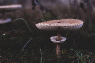 Macrolepiota procera mushrooms. huge vegan plant in the forest. the snake's hat. sponge snake