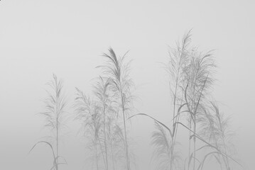 Fototapeta na wymiar Soft and blurred grass flowers in aesthetic nature of early morning misty sky background. Quiet and calm image in minimal zen mood. 