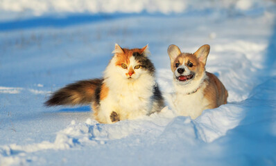 furry friends cat and corgi puppy sit in winter garden in the snow