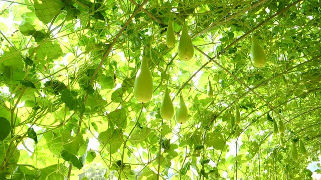 Sky Pumpkin Organic,Yellow ball, green leaves are growing. Hang on a sturdy trunk And freezes the ivy. and form a wonderful garden decoration. Sunny day 1920X1080 Slow Motion.
