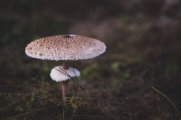Macrolepiota procera mushrooms. huge vegan plant in the forest. the snake's hat. sponge snake