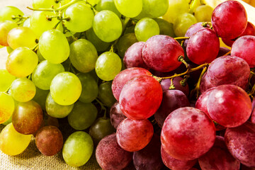 Close-up of branches of red and green ripe grapes.