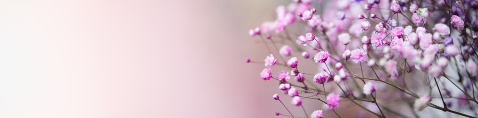 Fototapeta premium Nature of flower in garden using as cover page background natural flora wallpaper or template brochure landing page design