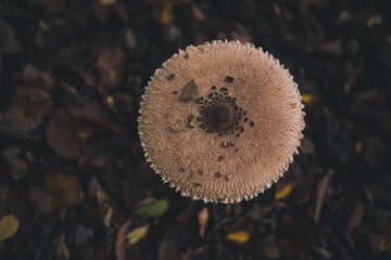 Macrolepiota procera mushrooms. huge vegan plant in the forest. the snake's hat. sponge snake