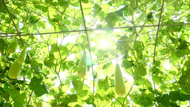 Sky Pumpkin Organic,Yellow ball, green leaves are growing. Hang on a sturdy trunk And freezes the ivy. and form a wonderful garden decoration. Sunny day 1920X1080 Slow Motion.