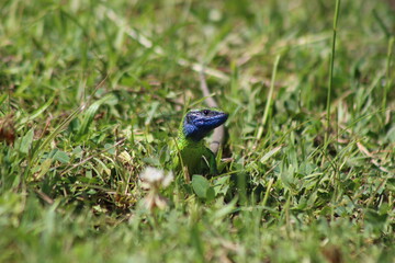 Eastern Green Lizard