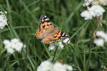 butterfly on flower