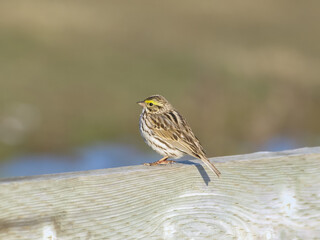 Savannah sparrow standing on wooden fence on a sunny springtime day