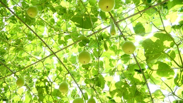 Sky Pumpkin Organic,Yellow ball, green leaves are growing. Hang on a sturdy trunk And freezes the ivy. and form a wonderful garden decoration. Sunny day 1920X1080 Slow Motion.