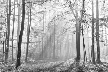 Forest of Beech Trees in Autumn, Sunbeams shining through Fog, Black and White, Hainich National Park, Germany