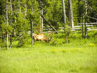 Yellowstone