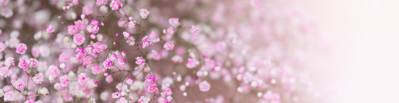 Nature of flower in garden using as cover page background natural flora wallpaper or template brochure landing page design