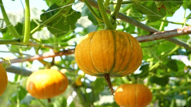 Sky Pumpkin, Yellow ball, green leaves are growing. Hang on a sturdy trunk And freezes the ivy. and form a wonderful garden decoration. Sunny day 1920X1080 Slow Motion.