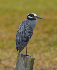 Yellow-crowned Night Heron (Nyctanassa violacea) perched on pylon, looking right, red eye, yellow and white on head, 