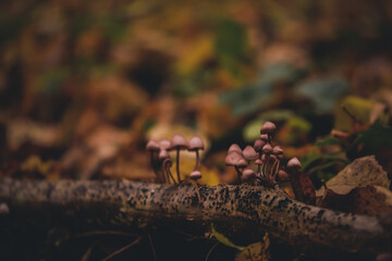 group of small mushrooms in the forest during fall season