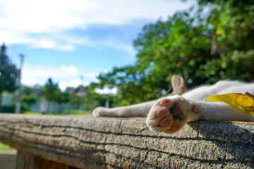 肉球アップ　青空の下ベンチの上で眠る猫　キジ白