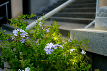 道端に咲くルリマツリ