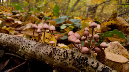 group of small mushrooms in the forest during fall season