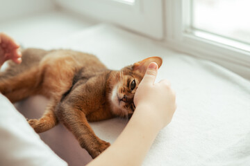 Kid hand petting a red somali breed kitten lying on the window