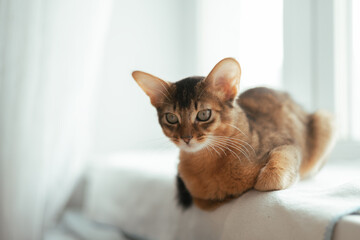 Red somali kitten cat sitting on the window light image with white background