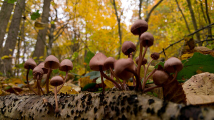 group of small mushrooms in the forest during fall season