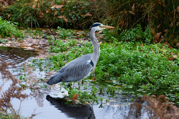 London, England - November 29 2020: Grey heron, Ardea cinerea, hunting for food in shallow pond...