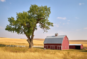 Red Barn Tree and Sunshine. A bright red barn on a hill in the sunshine. Washington State, USA.

