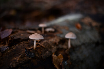 group of small mushrooms in the forest during fall season