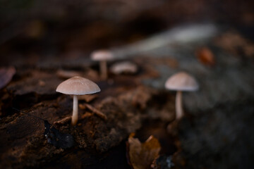 group of small mushrooms in the forest during fall season