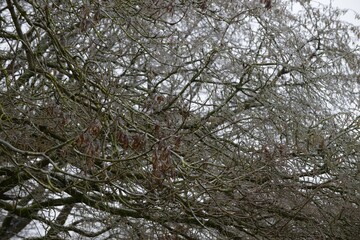 le givre et la neige sur les arbres en campagne à Barré Briec en Bretagne Finistère Cornouailles France