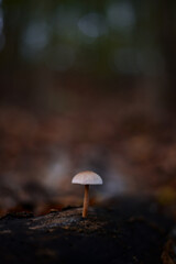 group of small mushrooms in the forest during fall season