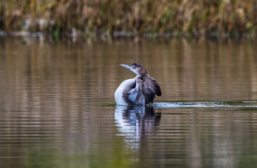 Common Loon, Gavia Immer, stands up in water, flapping his wings, displaying winter tan colors, white chest, in a hidden lagoon in west Central Florida