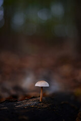 group of small mushrooms in the forest during fall season