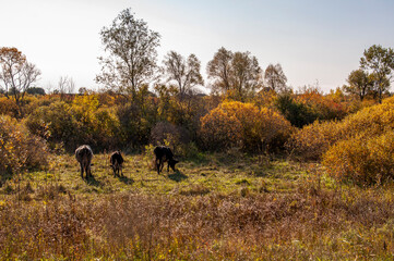 The cows are pasturing in the meadow of gold color. Early autumn 
