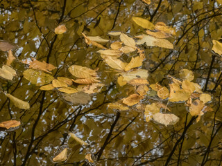 autumn park