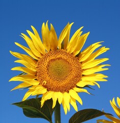 sunflower on blue sky