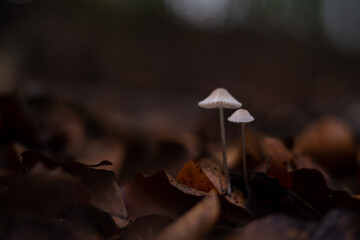 group of small mushrooms in the forest during fall season