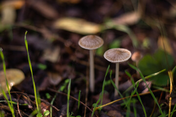 group of small mushrooms in the forest during fall season