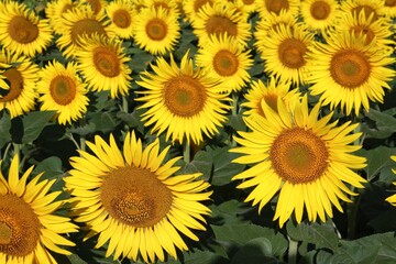 Fototapeta na wymiar sunflowers in the field