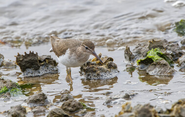spotted sand piper (Actitis macularius) in winter plumage with white breast, no spots, walking in shallow water oyster bed in low tide, looking for food