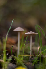 group of small mushrooms in the forest during fall season