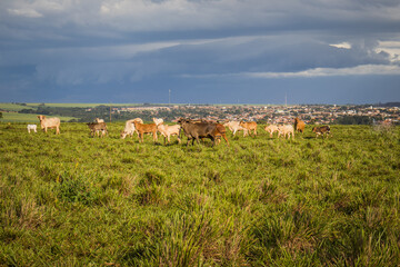 Fototapeta na wymiar Flock of cattle grazing on a farm in the interior of Brazil in late afternoon and sky with heavy clouds