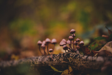 group of small mushrooms in the forest during fall season